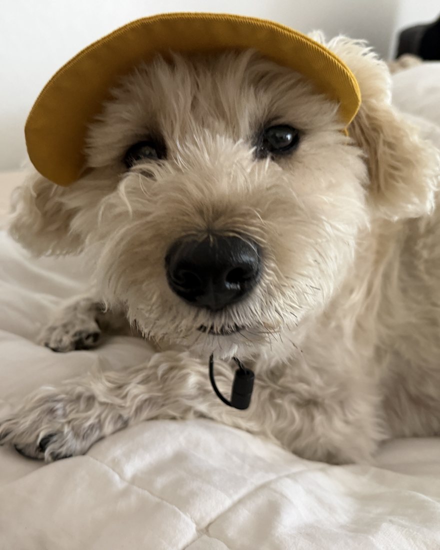 Clyde, a small cream-coloured dog, wearing a yellow bucket hat